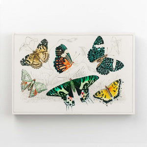 3 D Butterfly Wall Art | MusaArtGallery™