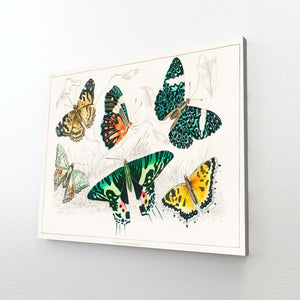 3 D Butterfly Wall Art | MusaArtGallery™