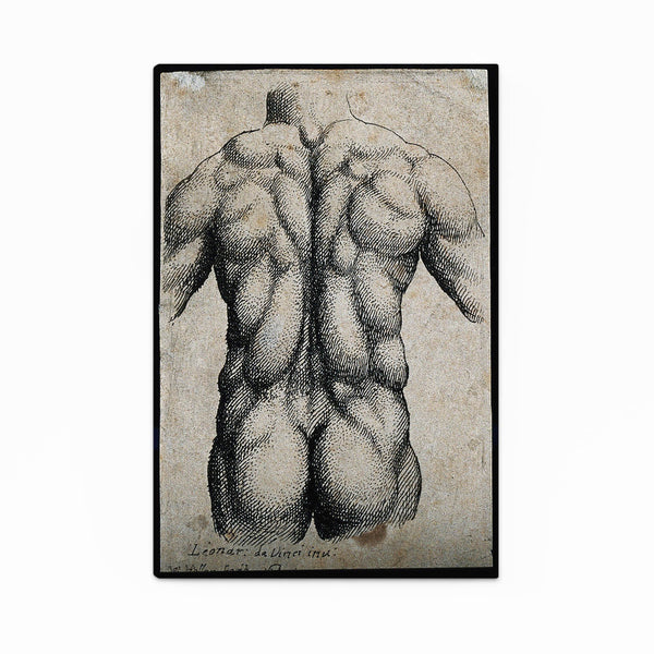 Anatomy Leonard Da Vinci