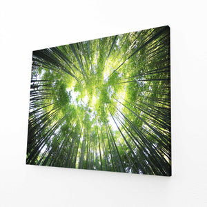 Bamboo Grove Tree Art | MusaArtGallery™