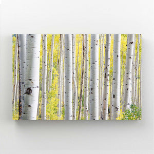 Birch Grove Tree Art | MusaArtGallery™