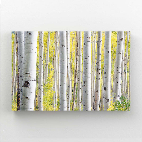 Birch Grove Tree Art | MusaArtGallery™