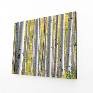 Birch Grove Tree Art | MusaArtGallery™