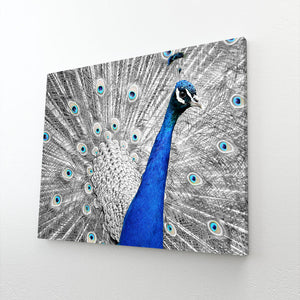 Bird Peacock Wall Art | MusaArtGallery™