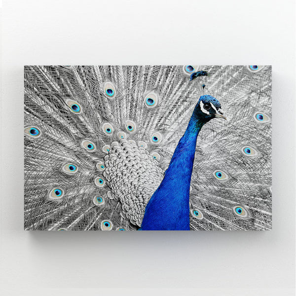 Bird Peacock Wall Art | MusaArtGallery™