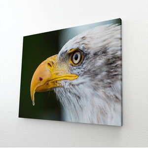 Bird Wall Decor Art | MusaArtGallery™