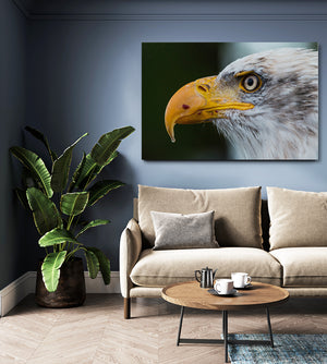 Bird Wall Decor Art | MusaArtGallery™