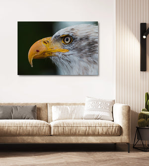 Bird Wall Decor Art | MusaArtGallery™