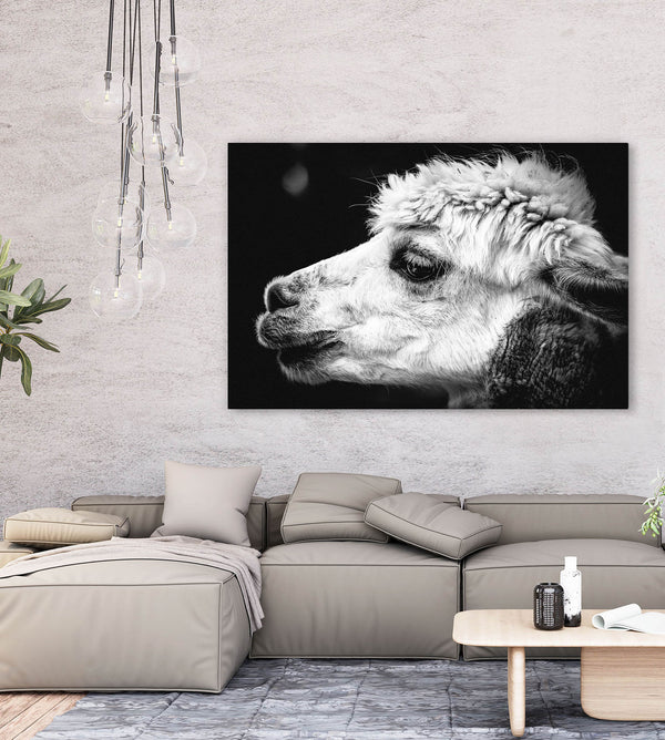 Black and White Alpaca Wall Art | MusaArtGallery™