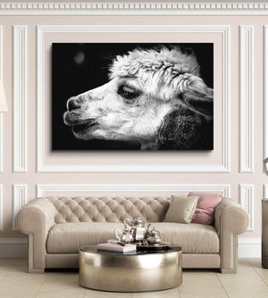 Black and White Alpaca Wall Art | MusaArtGallery™