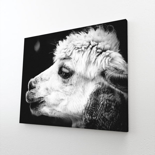 Black and White Alpaca Wall Art | MusaArtGallery™