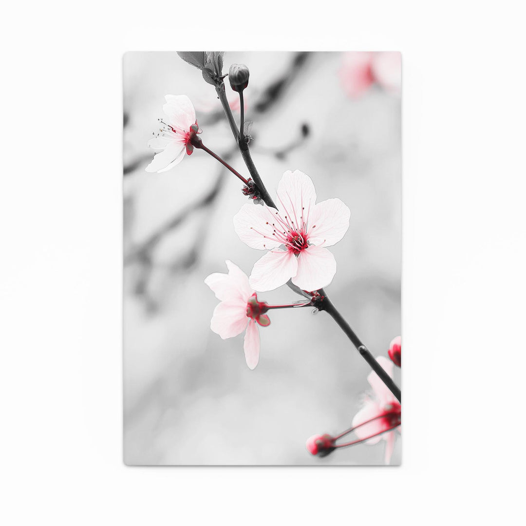 Black and White Cherry Blossom Flower Art