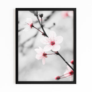 Black and White Cherry Blossom Flower Art