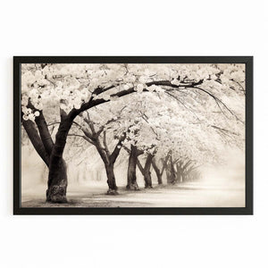 Black And White Cherry Blossom Trees Wall Art