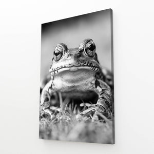 Black And White Frog Artwork