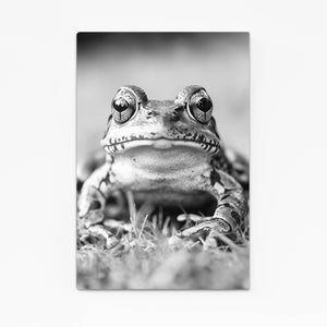 Black And White Frog Artwork
