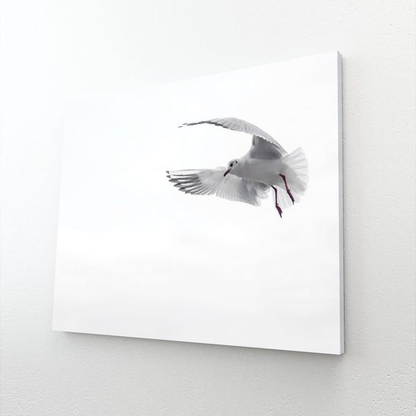 Black and White Seagull Wall Art | MusaArtGallery™