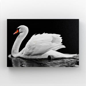 Black and White Swan Elegance Art | MusaArtGallery™