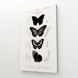 Black and White Butterfly Wall Art | MusaArtGallery™