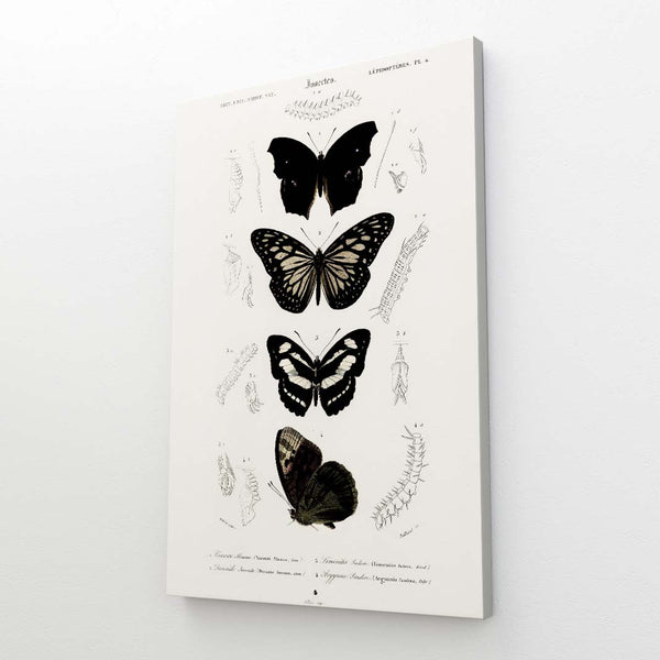 Black and White Butterfly Wall Art | MusaArtGallery™