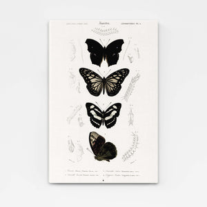 Black and White Butterfly Wall Art | MusaArtGallery™