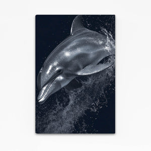 Black Dolphin Artwork