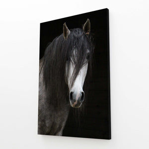 Black Horse Art