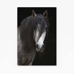 Black Horse Art