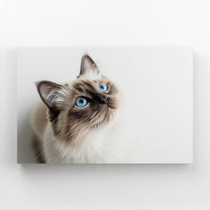 Blue Eyes Cat Art | MusaArtGallery™