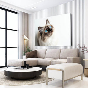 Blue Eyes Cat Art | MusaArtGallery™