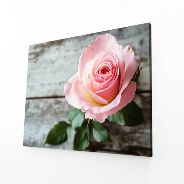 Blush Rose Flower Art | MusaArtGallery™