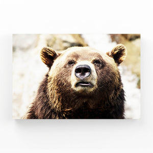 Brown Bear Canvas