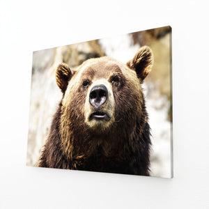 Brown Bear Canvas