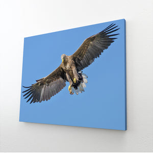 Brown Bird Wall Art | MusaArtGallery™