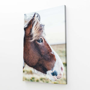 Brown Horse Art