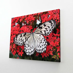 Butterflies Wall Art | MusaArtGallery™