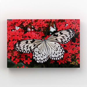 Butterflies Wall Art | MusaArtGallery™