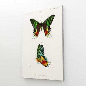 Butterfly Wall Art Decor | MusaArtGallery™