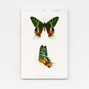 Butterfly Wall Art Decor | MusaArtGallery™