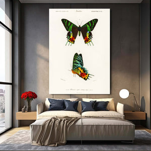 Butterfly Wall Art Decor | MusaArtGallery™