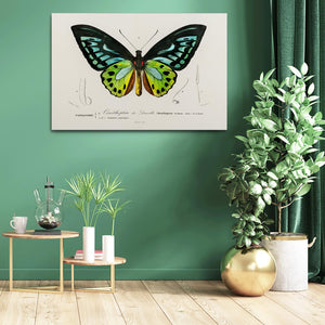 Butterfly Wall Art Stencil | MusaArtGallery™