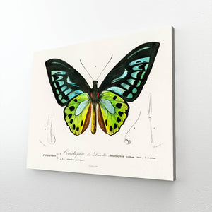 Butterfly Wall Art Stencil | MusaArtGallery™