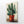 Cactus Canvas Wall Art | MusaArtGallery™