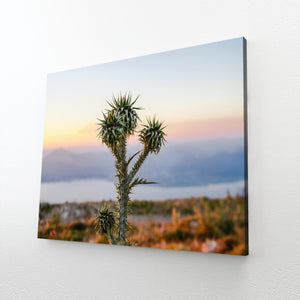 Cactus Desert Art | MusaArtGallery™