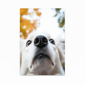 Close Up Dog Art