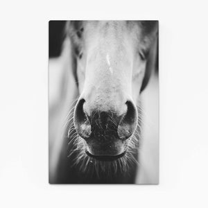 Closeup Horse Art