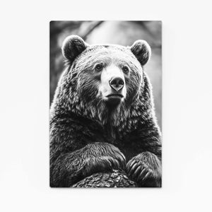 Cool Bear Wall Art