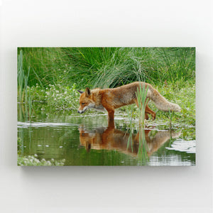 Cool Fox Art | MusaArtGallery™