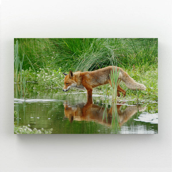 Cool Fox Art | MusaArtGallery™