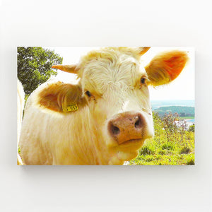Cow Face Wall Art